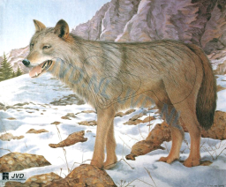 Tarcza WILK 2D - papier wzmacniany JVD