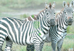 Tarcza ZEBRA 2D Sylwetka - foto papier 