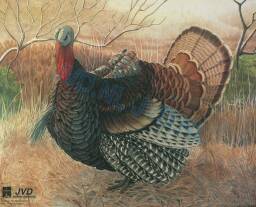 Tarcza INDYK 2D - papier wzmacniany JVD