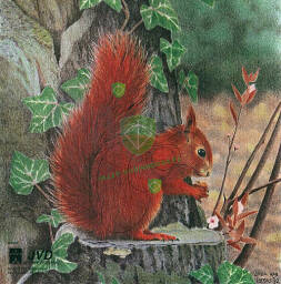 Tarcza WIEWIÓRKA 2D - papier wzmacniany JVD