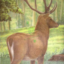 Tarcza JELEŃ 2D - papier wzmacniany JVD Deer