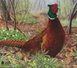 Tarcza BAŻANT 2D - papier wzmacniany JVD