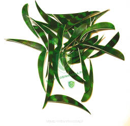 -40% Lotka pióro Trueflight 3.5" BARRED Parabolic -naturalna (zielona)