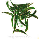 -40% Lotka pióro Trueflight 3.5" BARRED Parabolic -naturalna (zielona)