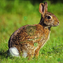 Tarcza Królik 2D - FOTO realistyczne Folia