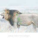 Tarcza Lew 2D Sylwetka - foto papier