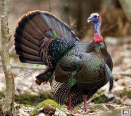 Tarcza INDYK 2D - FOTO realistyczne Folia