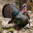 Tarcza INDYK 2D - FOTO realistyczne Folia