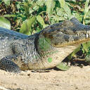 Tarcza Krokodyl 2D Sylwetka - foto papier